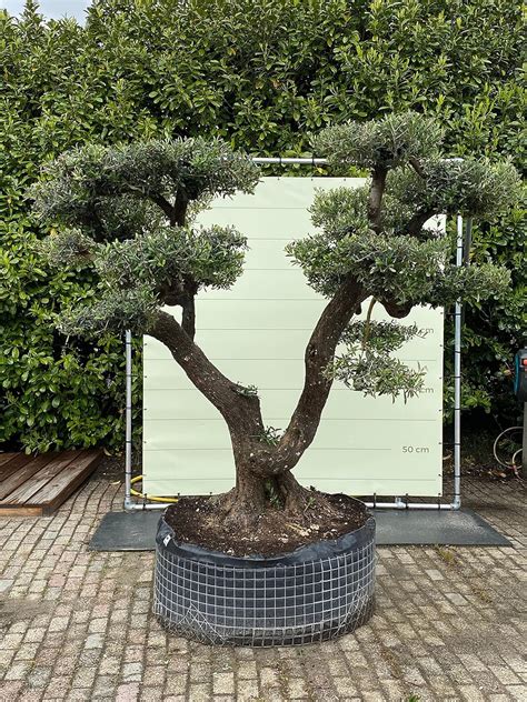 Olea Europea Pon Pon Di Olivo Misura Tronco 100 110 Cm Amazon It