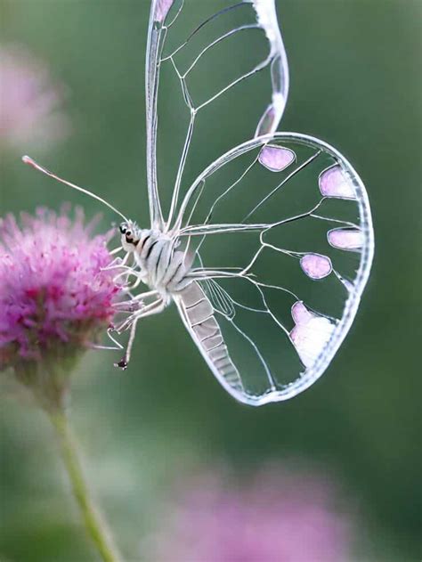 10 Most Beautiful Insects In World