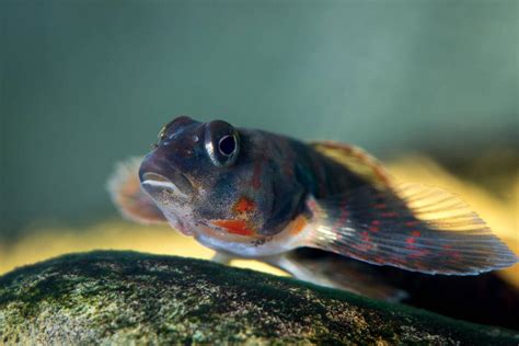 Candy darter fish gets critical habitat designation, but remains in the path of a pipeline ...