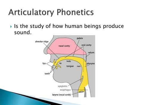 Ppt Chapter 1 Phonetics And Phonology Powerpoint Presentation Id