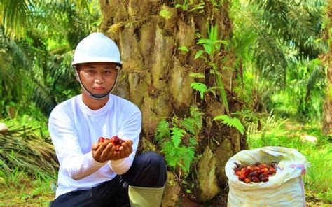 Pemerintah Godok Rencana Insentif Untuk Produsen Yang Masuk Dalam Bursa Cpo