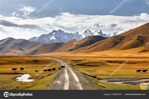 Herd Yak Crossing Road Mountain Valley Kyrgyzstan Central Asia — Stock