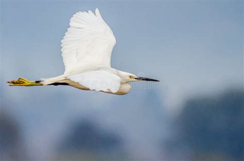 Close Up Little Egret Flying in Blue Sky. Stock Image - Image of ...