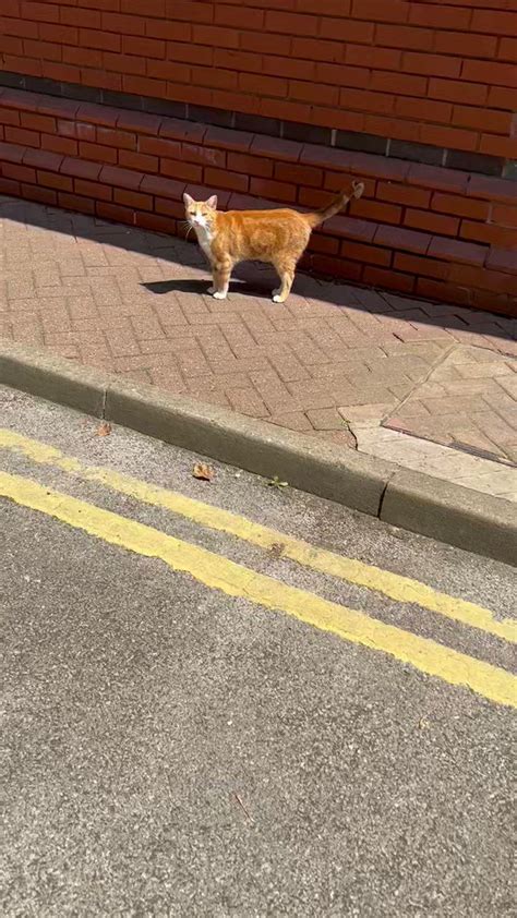 George The Stourbridge Junction Station Cat On Twitter Afternoon