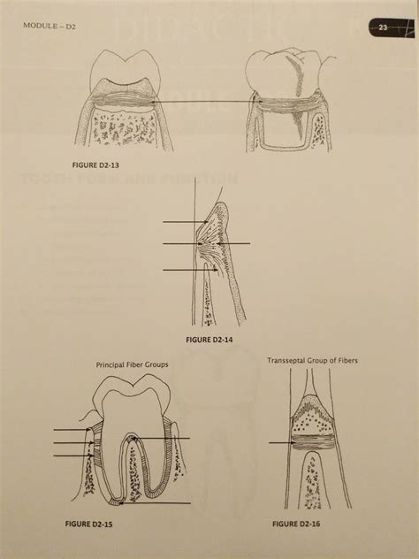 gingiva lecture 2 Diagram | Quizlet