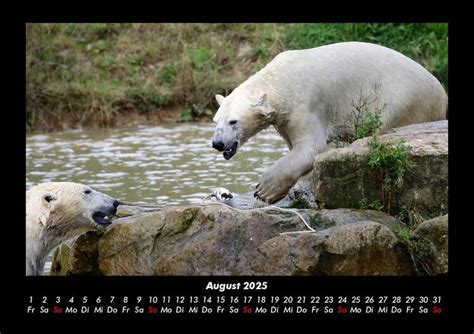 Der Tierkalender Fotokalender Din A Tierkalender Thalia