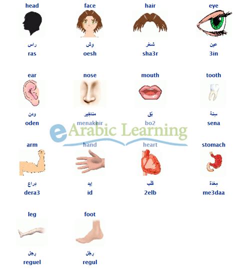 Body Parts In Egyptian Arabic Learn Arabic Egyptian Dialect