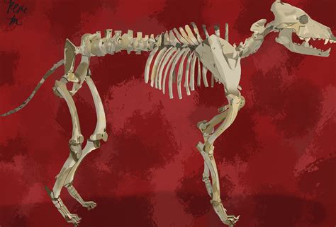 Dire Wolf Skeleton by Rjapms04 on DeviantArt