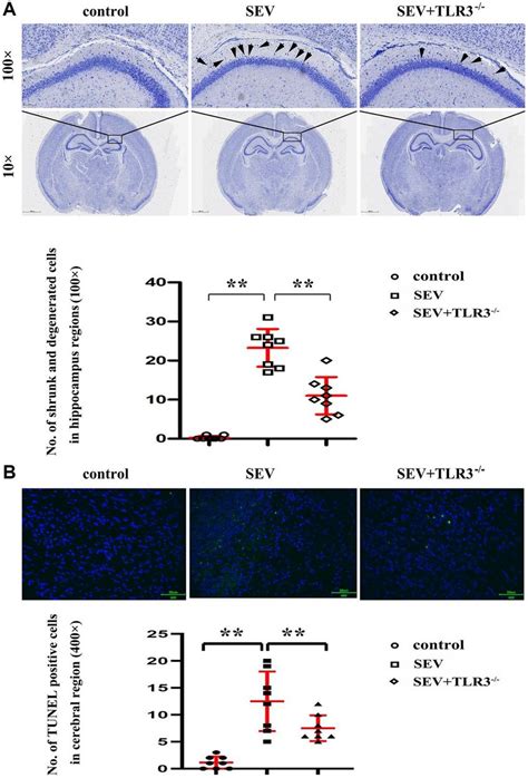 A Results Of Nissl Staining In The Cortical And Hippocampal Regions