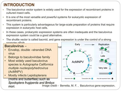 Baculovirus Expression Vector System Ppt