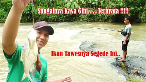 Mancing Ikan Tawes Di Sungai II Mancing Mania YouTube