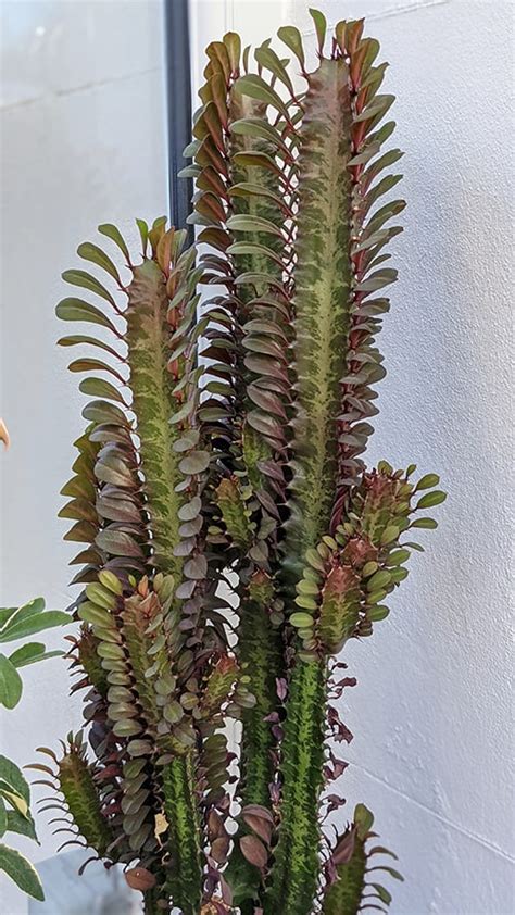 Euphorbia Trigona Rubra