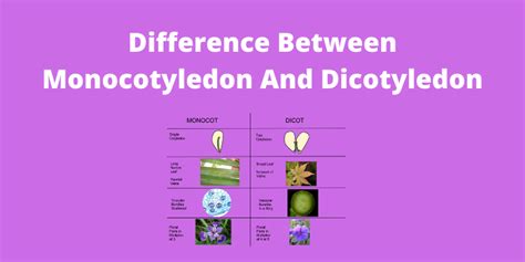 Angiosperm Monocot Examples