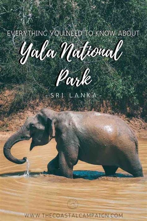 Everything to Know About Yala National Park - The Coastal Campaign