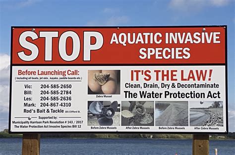 Cottage Owners Combat Zebra Mussels Brandon Sun