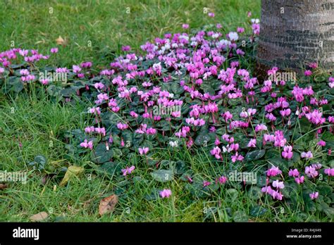 Naturalised Cyclamen In The Winter Garden Stock Photo Alamy