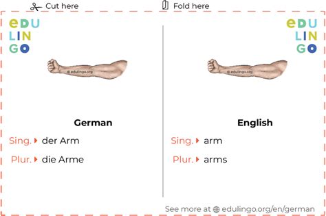 arm  german writing  pronunciation  pictures
