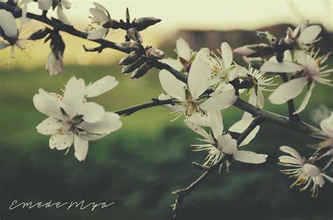 Almendros en Flor Castillo de BELMEZ BELMEZ Córdoba Marya Gil