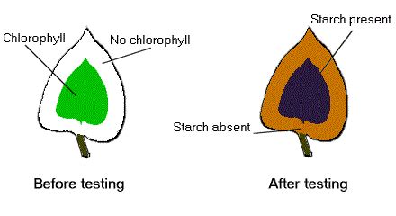 Is Chlorophyll Necessary For Photosynthesis How Do We Prove It With An