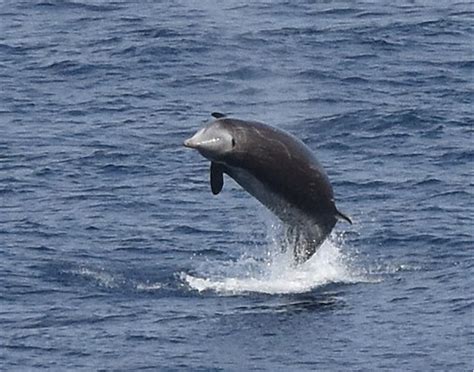 Sea Wonder: Cuvier's Beaked Whale | National Marine Sanctuary Foundation