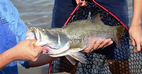 Secret Of Million Dollar Barra Revealed Katherine Times Katherine Nt