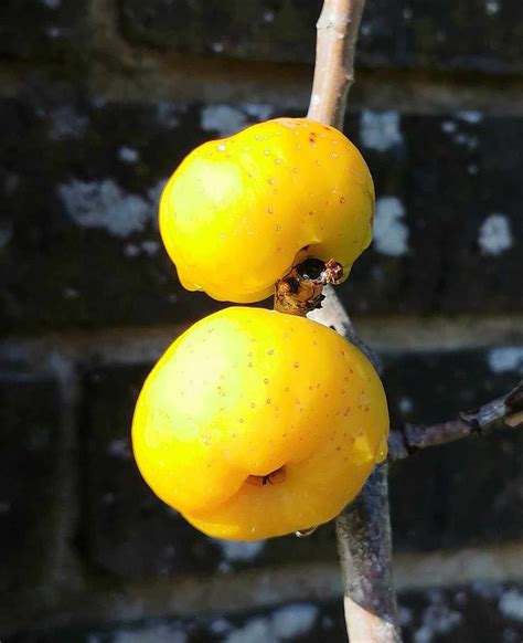 Chaenomeles speciosa - Japanese Flowering Quince - Jurassicplants Nurseries