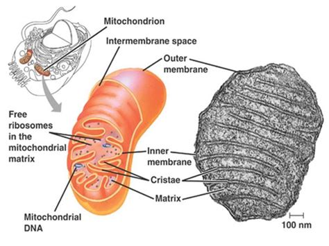 Mitochondria Flashcards Quizlet