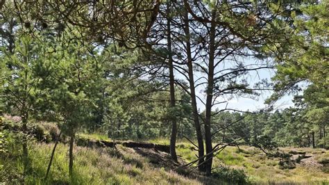 Wanderwege In Der Schotenheide Ein Traumhaftes Naturereignis