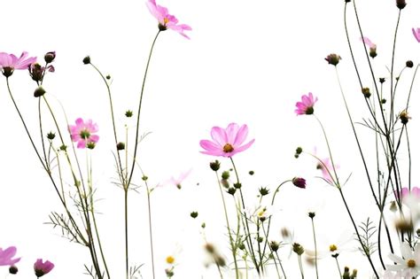 Flores Cor De Rosa Do Cosmos No Jardim De Perto Foto Premium