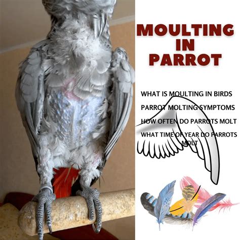 Moulting In Parrot What Is Moulting In Birds How Often Do Parrots Molt