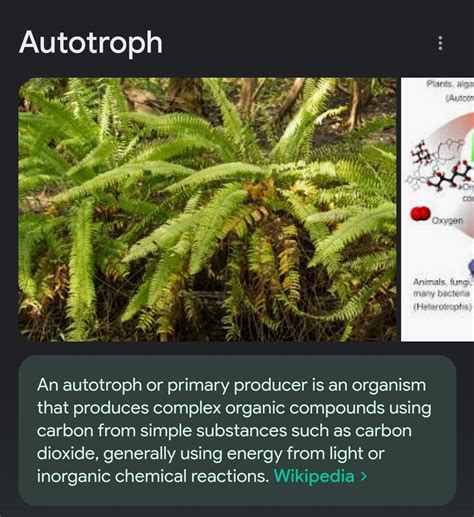 Autotroph - Definition, Types and Examples | Biology Dictionary