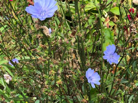 Organic Wild Chicory Cichorium Intybus Perennial Medicinal Etsy