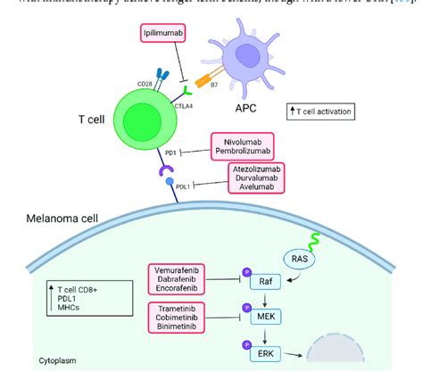 Effects Of Combination Of Immune Checkpoint Inhibitors And Ras Erk