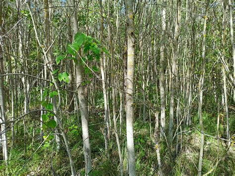 Matorrales De Bosques De Pequeños árboles Y Arbustos Matorrales