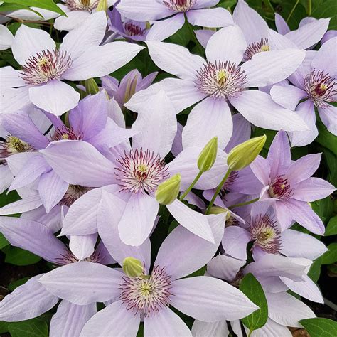 20cm Clematis Bernadine ™ Alameda Homestead Nursery