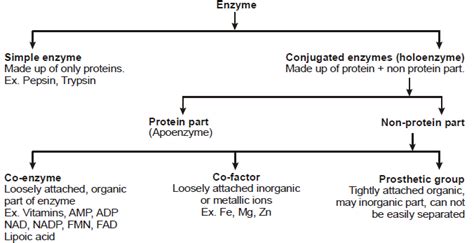 Enzymes Chapter Notes Class 11 Biology Class 11 Notes Edurev