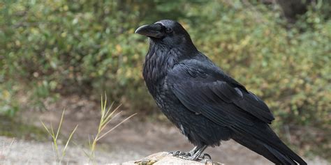 Quelle différence entre une corneille et un corbeau