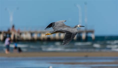 Ecuador Activa El Protocolo Ante Presencia De Aves Muertas