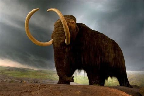 5 Incredible Ice Age Mammals Who Ruled Before Us Procaffenation