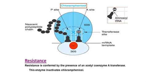 Chloramphenicol | PPT
