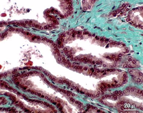 Anatomie Histologie