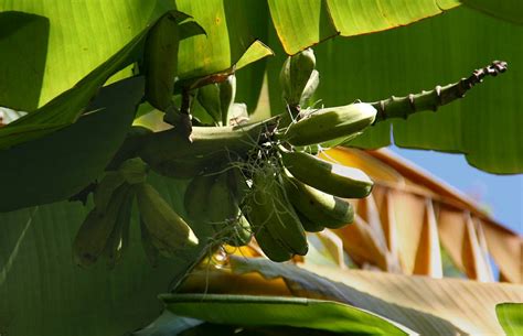 Musa Yunnanensis