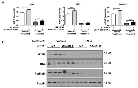 Biology Free Full Text Tnfα Effects On Adipocytes Are Influenced By The Presence Of Lysine