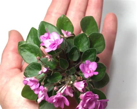 Micro Mini African Violet First Love Etsy