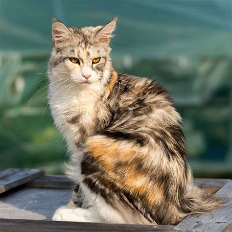 Titiyo ️🇸🇪 : r/catpictures