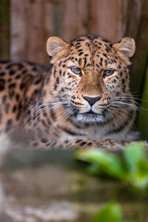 Newest Arrival Leia The Amur Leopard The Big Cat Sanctuary