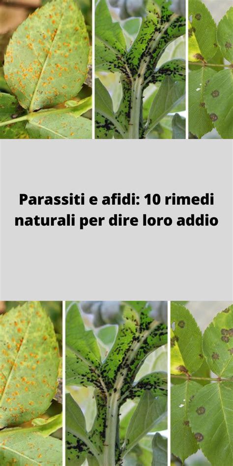 Parassiti E Afidi Rimedi Naturali Per Dire Loro Addio Artofit