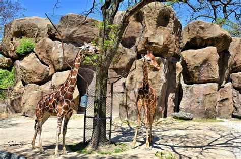 Chapter 45: Reticulated Giraffes at Philadelphia Zoo in Philadelphia, Pennsylvania - Encircle Photos