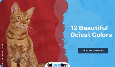 12 Beautiful Ocicat Colors (With Pictures)