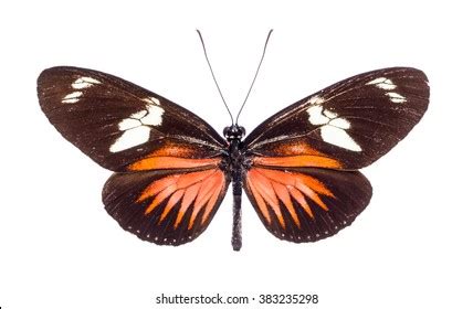 Heliconius Pattern Images Stock Photos Vectors Shutterstock